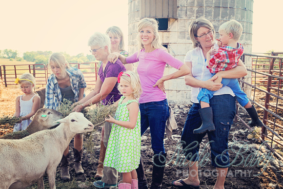 sheep and ladies another